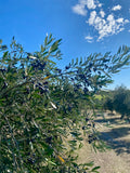 Extra Virgin Olive Oil - Santa Marta. Available in 500mL or 1-Litre