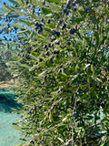 COMING SOON - PREMIUM FRANTOIO Extra Virgin Olive Oil